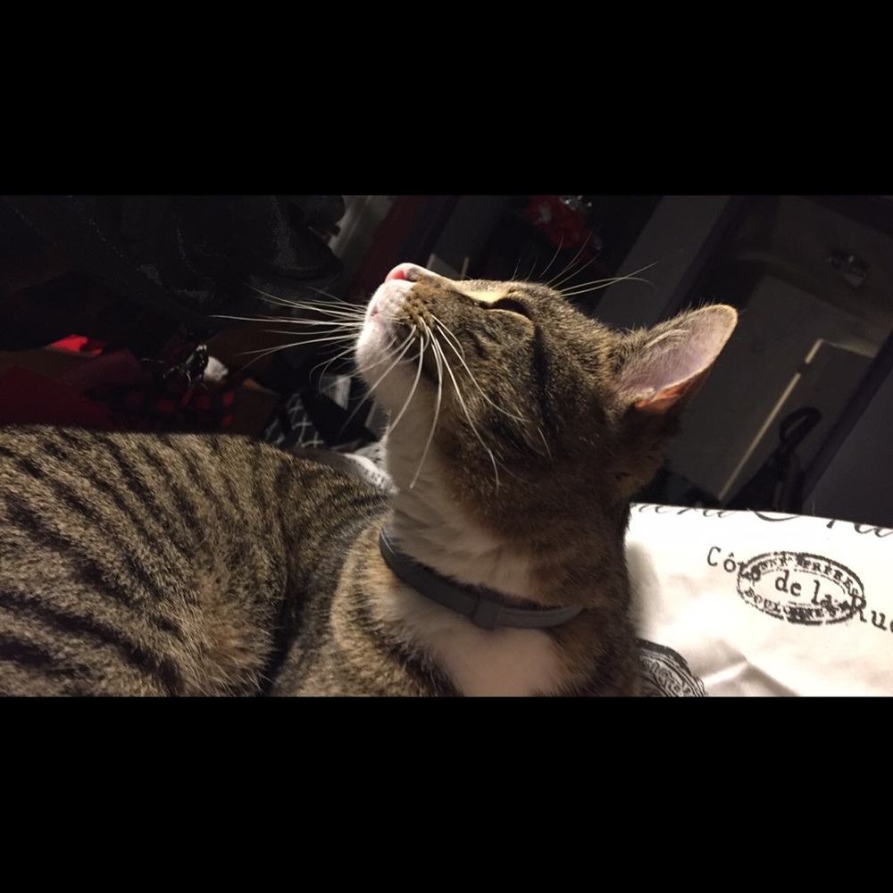 Meet your Posher, Tory